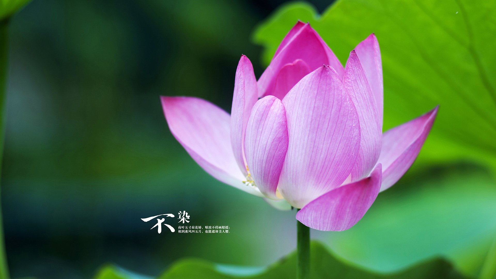 【冠军访谈】丁俊晖：比赛中的心理调节与战术变换，丁俊晖的经历