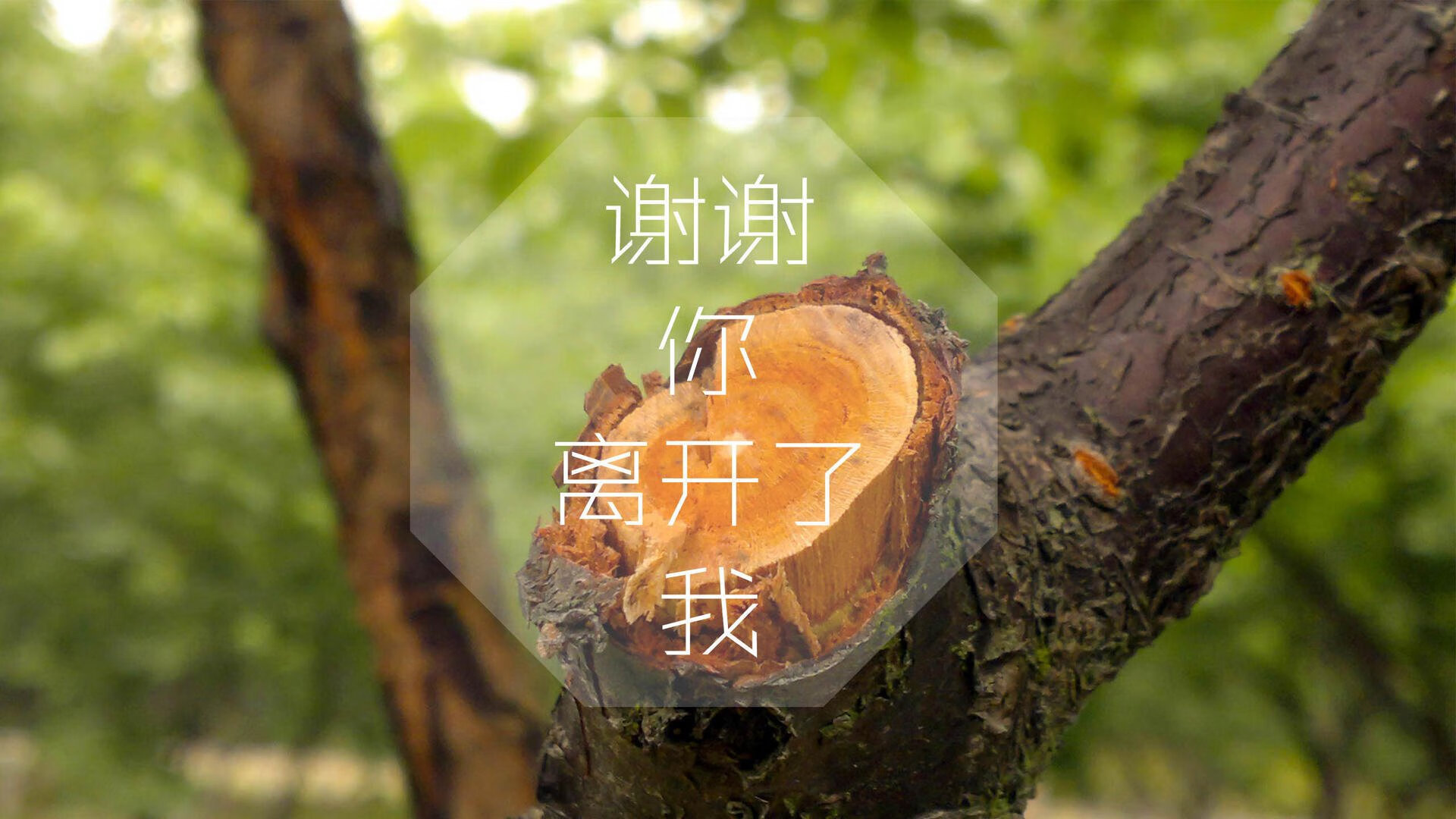 葡萄牙女足门将扑出点球，帮助球队晋级！，葡萄牙女球迷