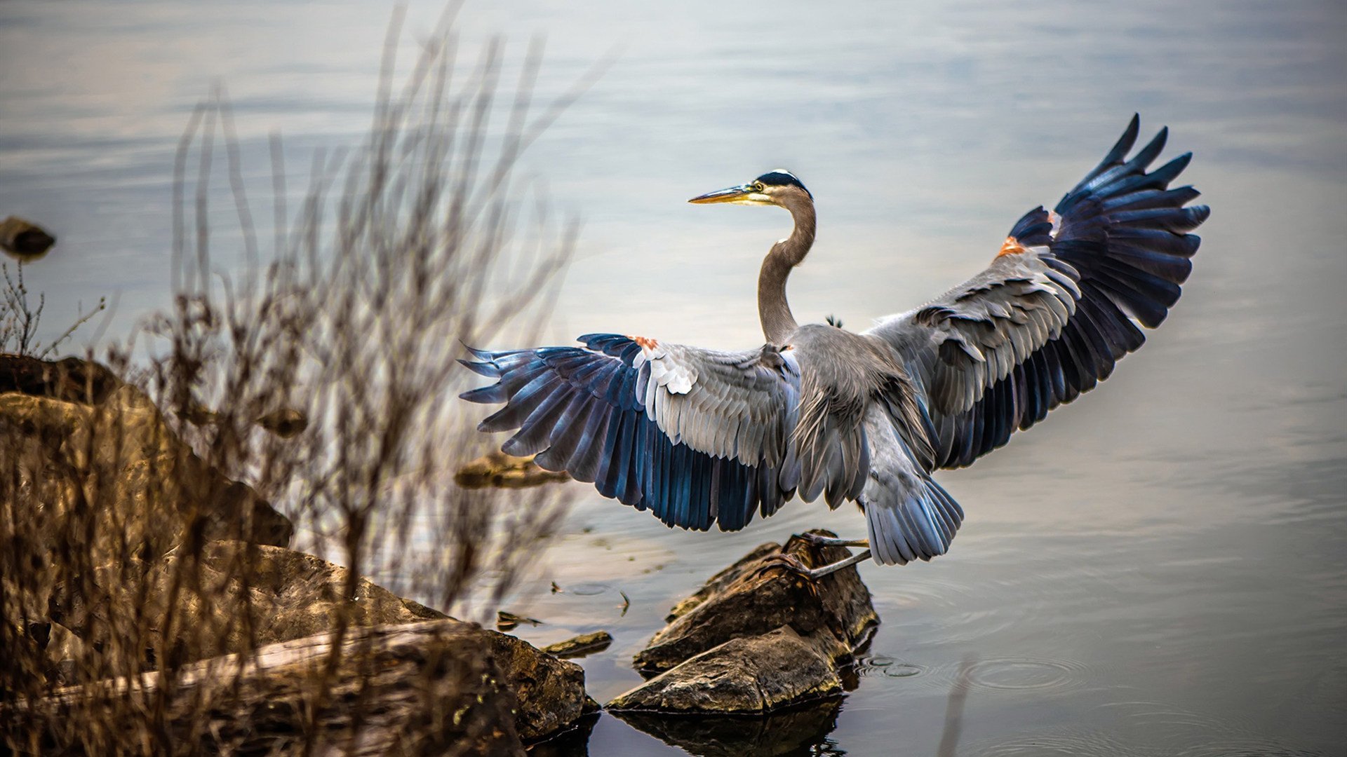 加拿大队赛制解析:如何通过赛制提高心理素质和抗压能力,加拿大队名单