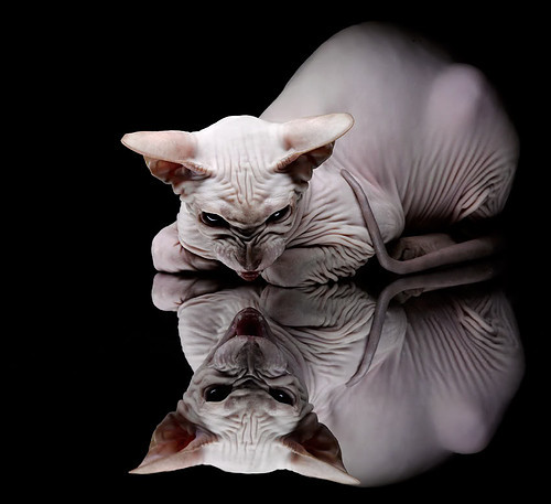 赛制改革提升乒乓比赛的观赏性与竞技性,乒乓球赛主要的观赏点有