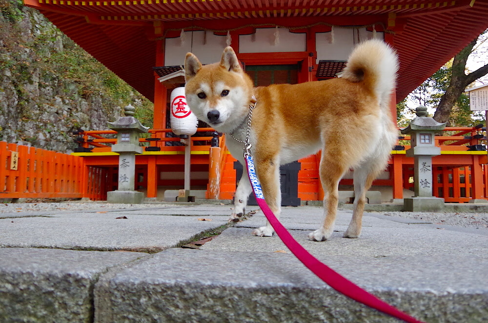 开云·体育官网APP下载-“南非羚羊队的辉煌复兴：萨尔·巴赫的带领下”