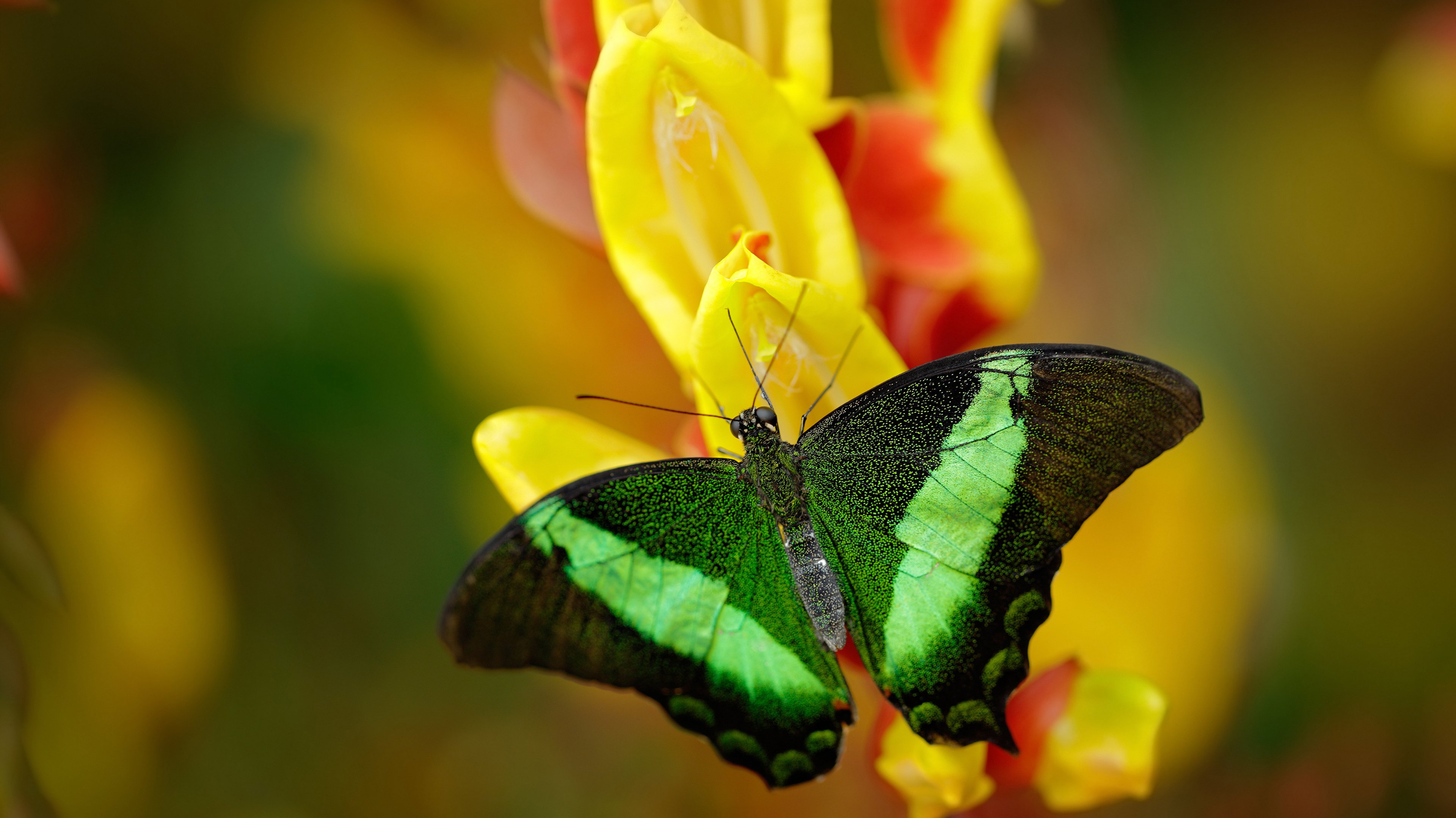 青训项目开设守门员专项课程提升岗位专业水平,青少年守门员训练教程视频